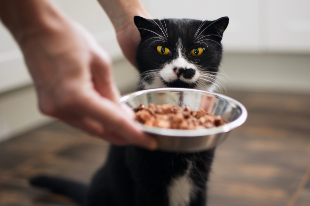What is the healthiest thing to feed a cat?