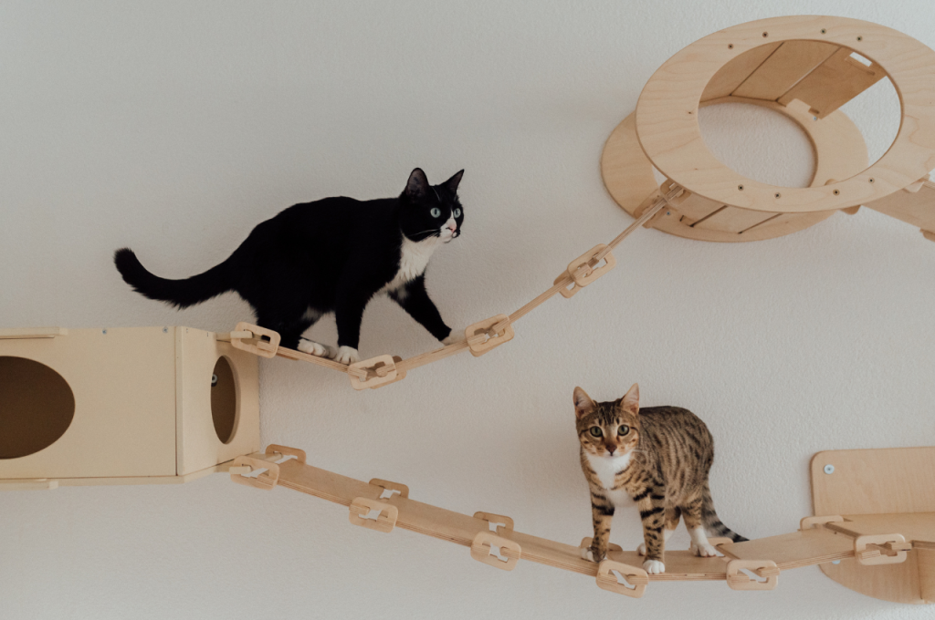how to entertain a bored cat