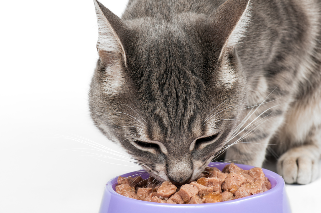 how to improve cat dental health