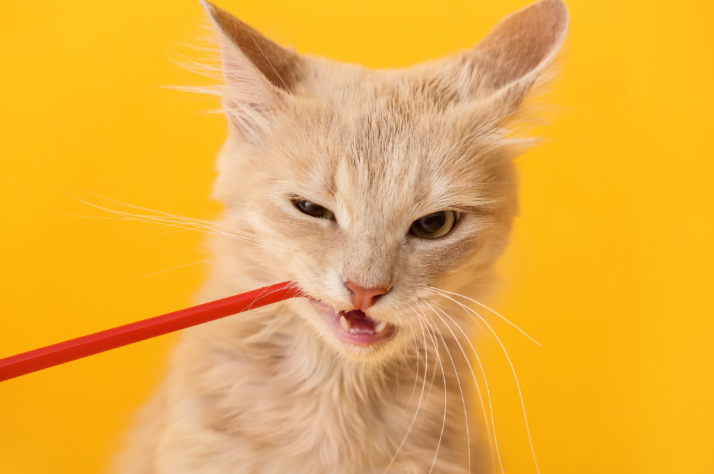 How can I clean my cats mouth naturally?