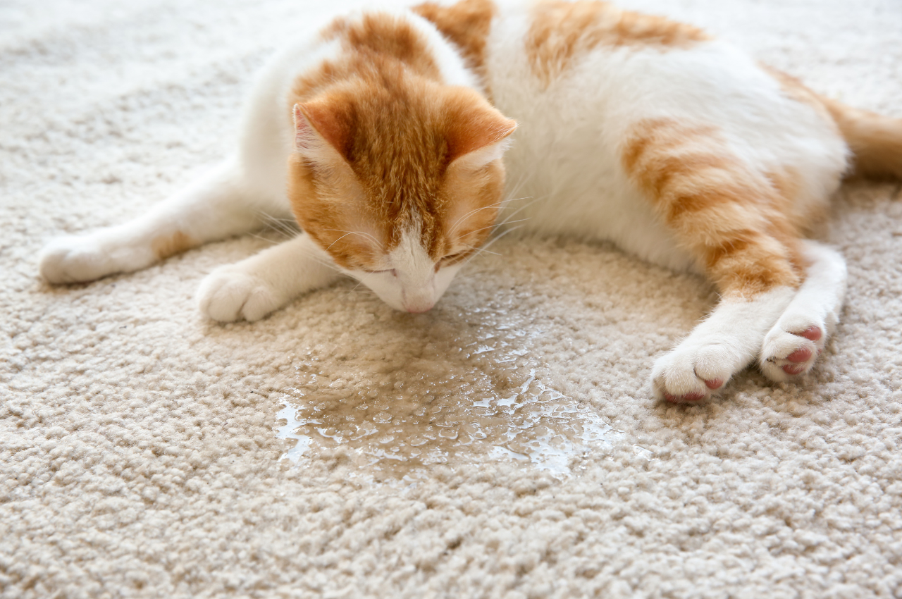 What is the most common cause of blood in cat urine?