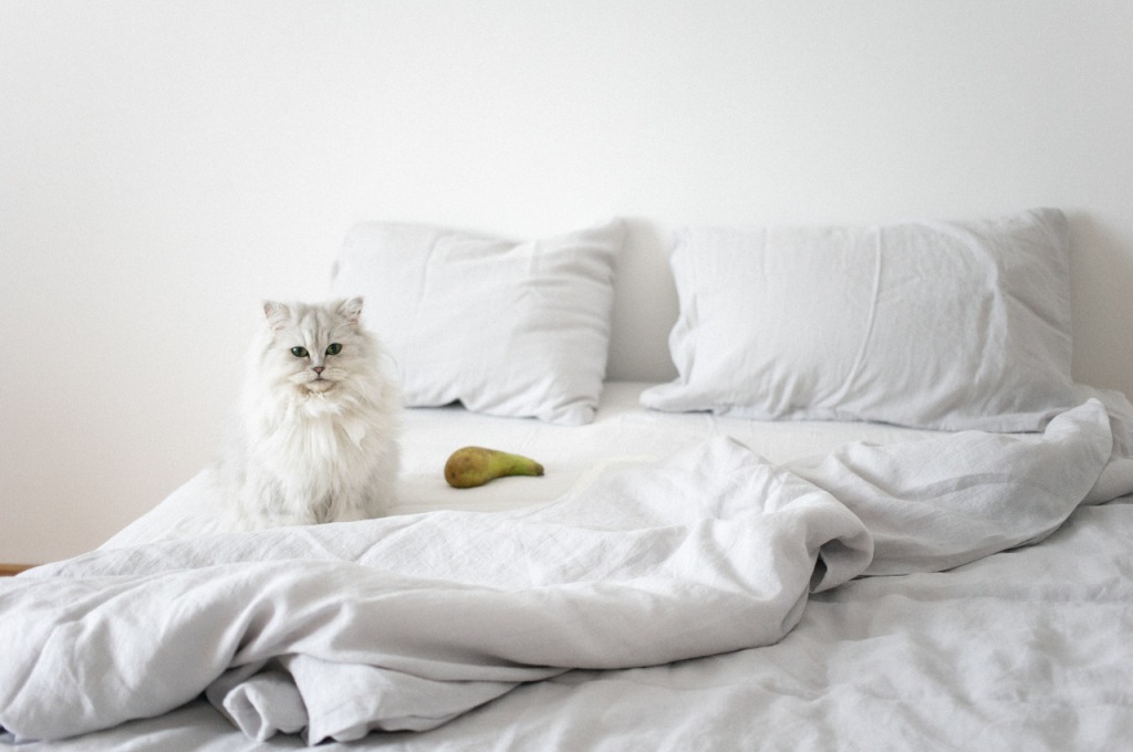 Can you get cat pee out of a down comforter?