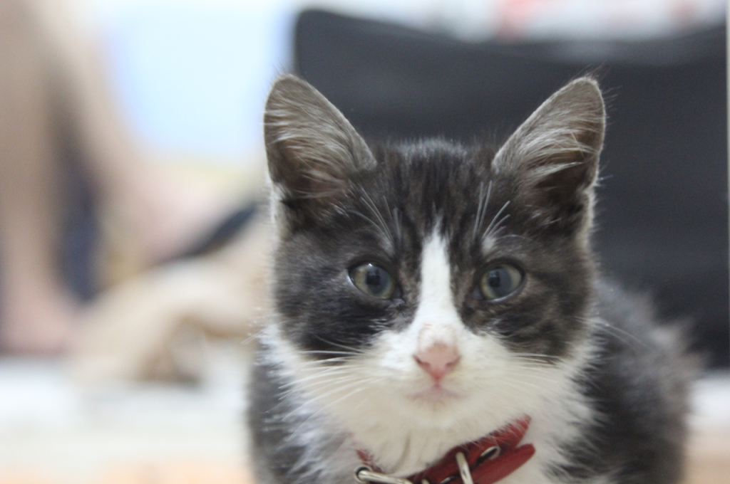 What illnesses make cats vomit?