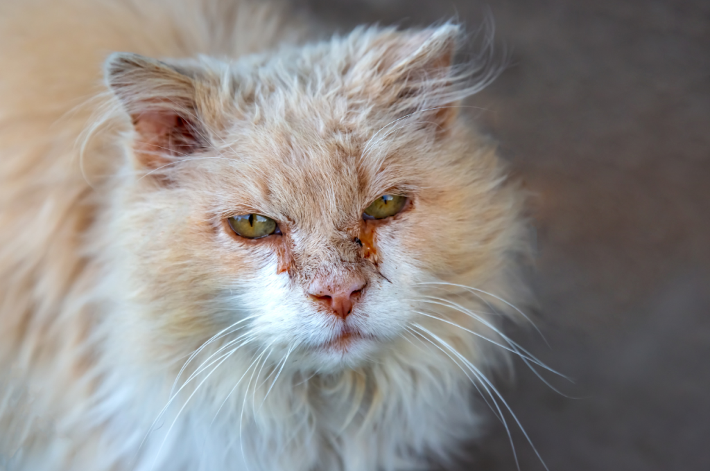 What are the symptoms of a sick cat eyes?