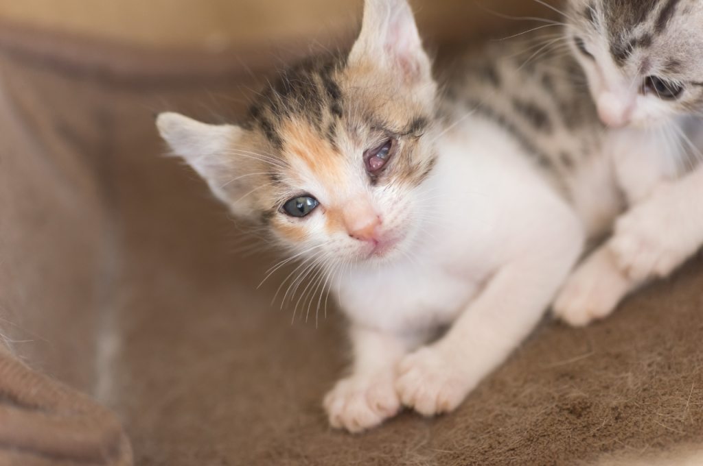 What is a common eye problem in cats?