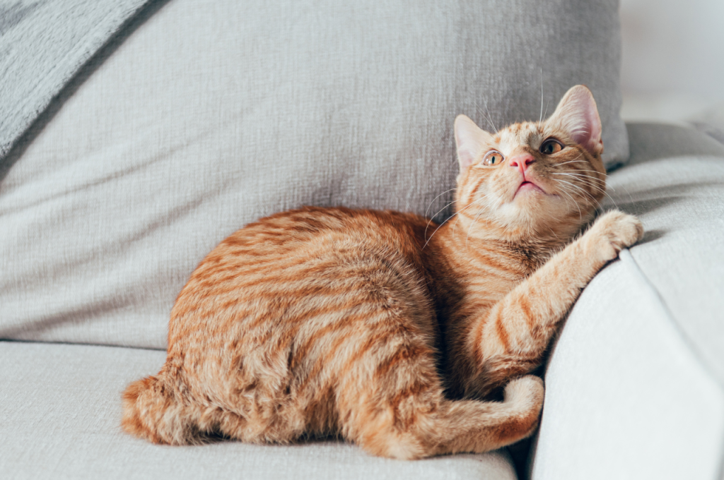 Are tailless cats healthy?