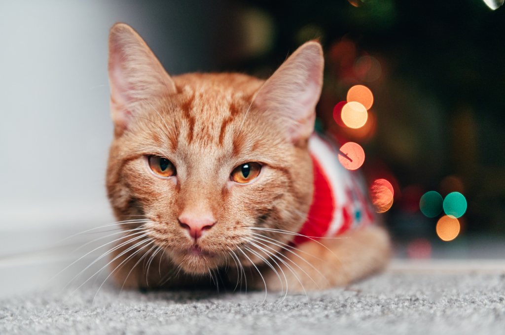 What is the tailless cat syndrome?