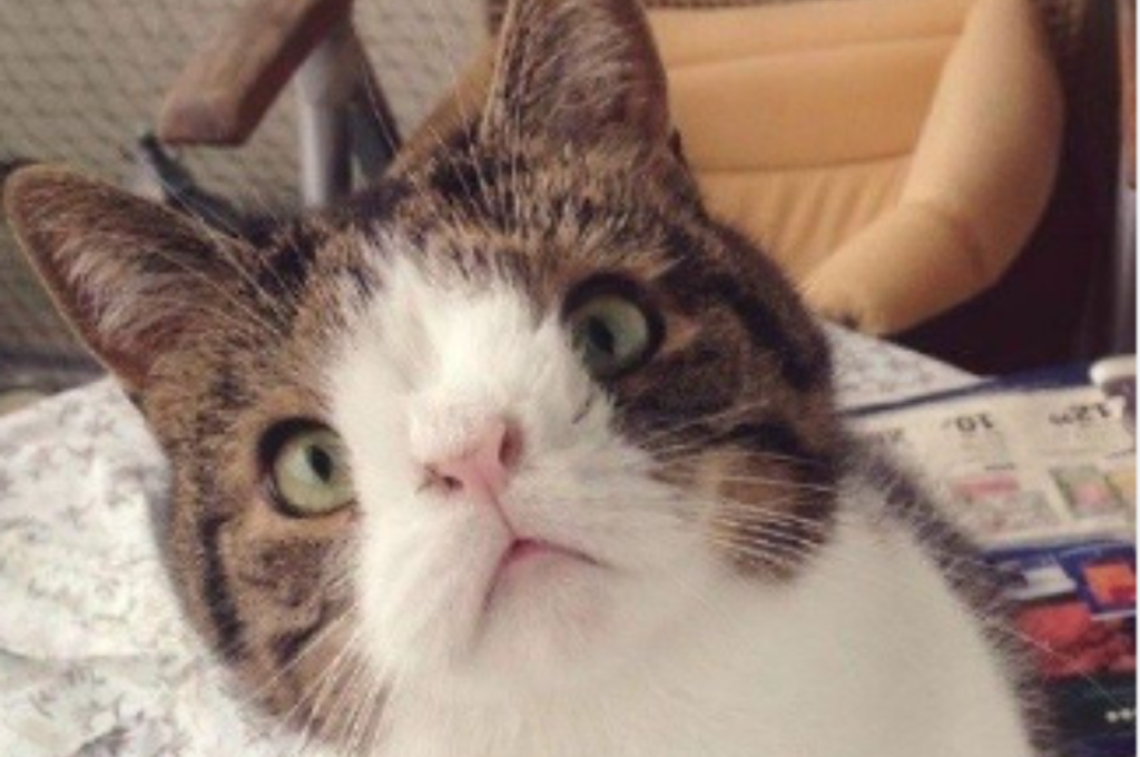 What kind of birth defects can cats have?