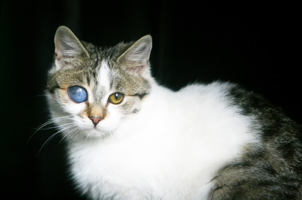 Why did my cat have deformed kittens?