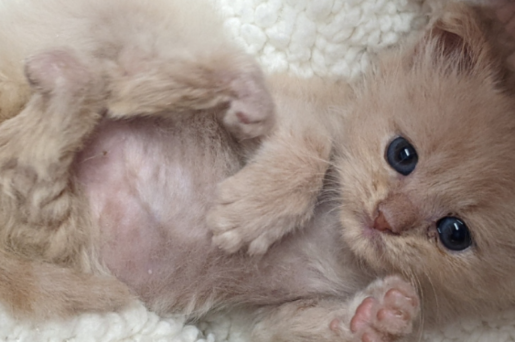 What is the cat genetic syndrome?