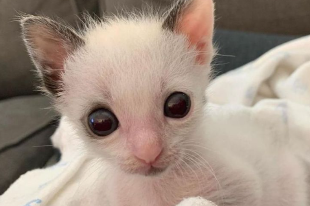 Rare genetic disorders in cats