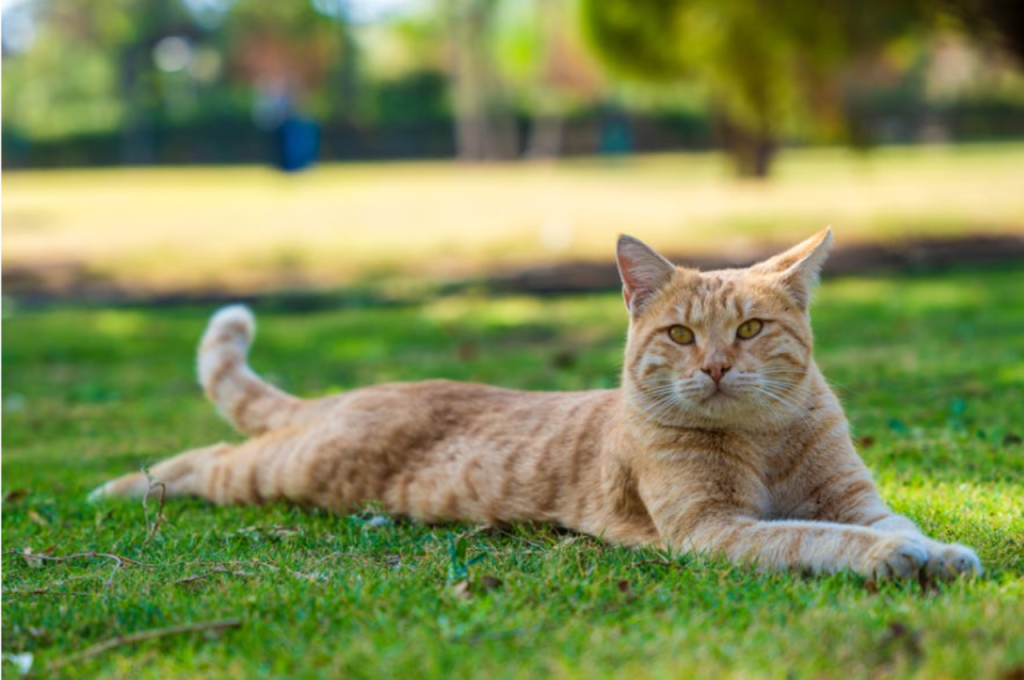 how to make a cat with kidney failure comfortable