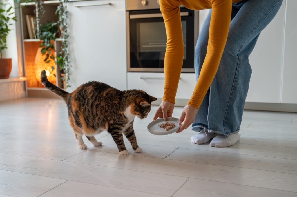 What treatments should my cat have?