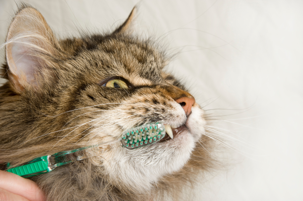 Best cat health treatment