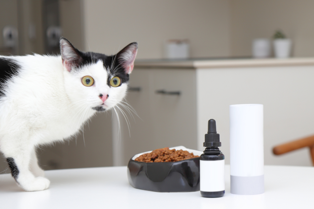Best cat health treatment at home