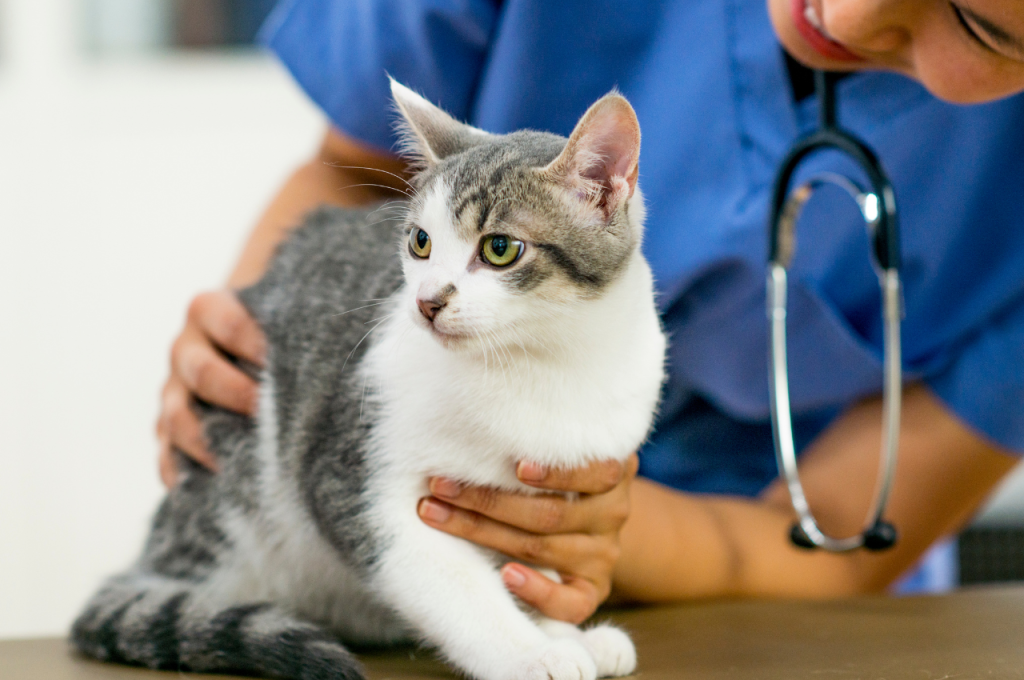 What are the basic care needs of a cat?