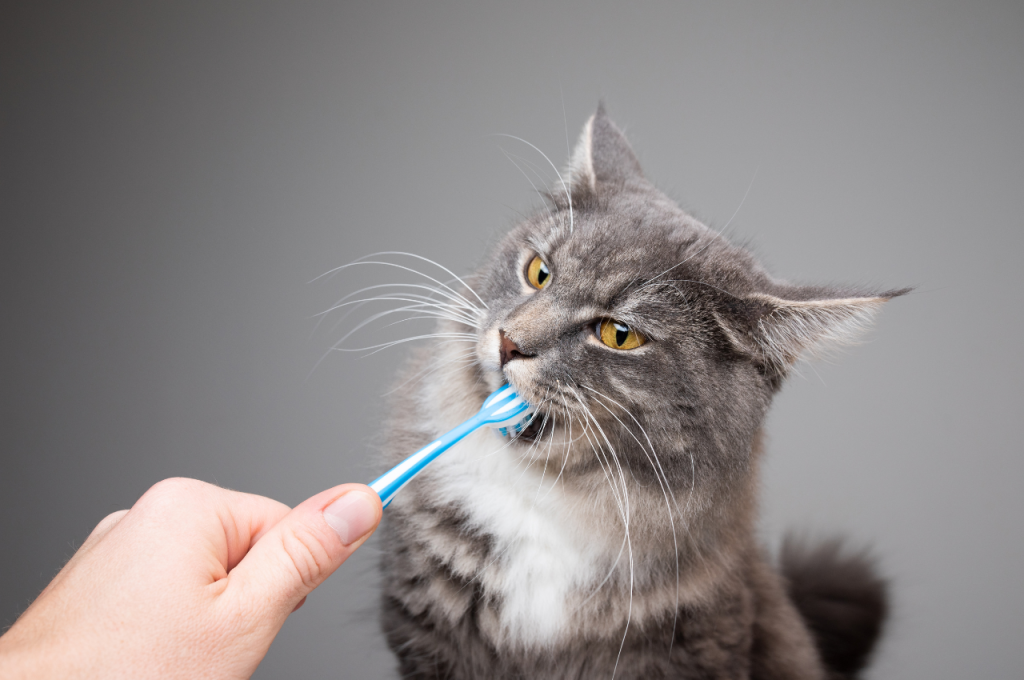 What is common care for cats?