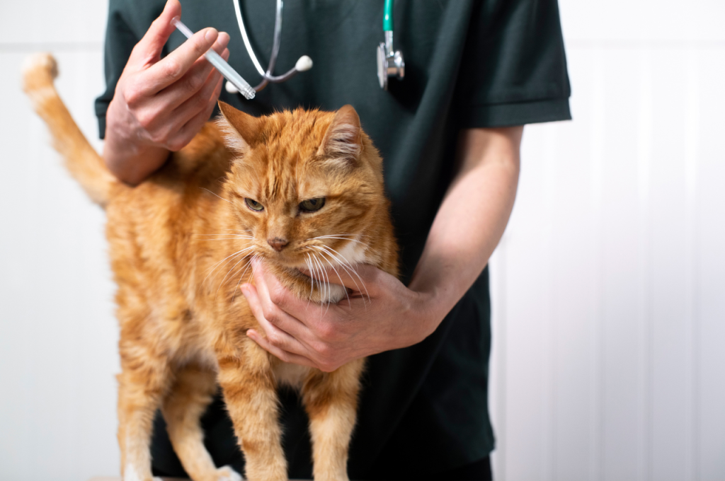 cat anxiety treatment