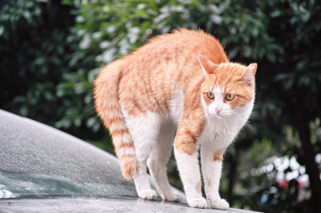 frightened cat body language