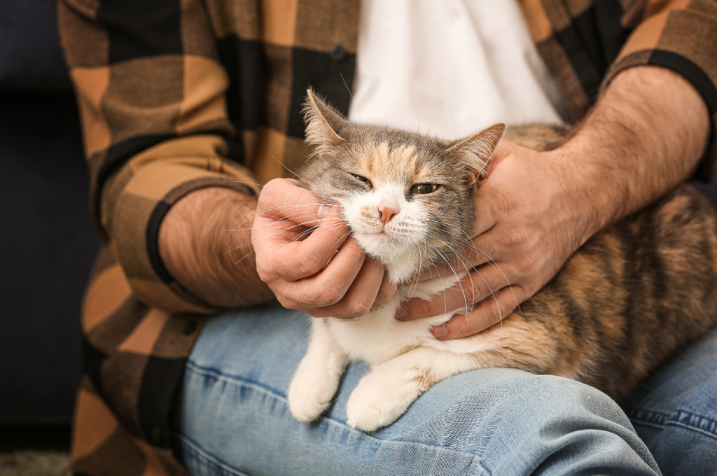 how to comfort a mother cat who lost her kittens