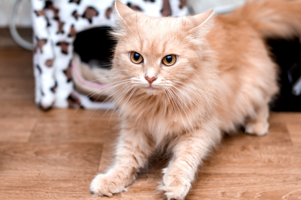 How to treat separation anxiety in cats