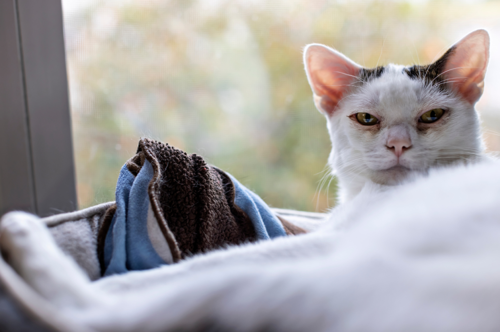 What are the symptoms of FIP in cats?