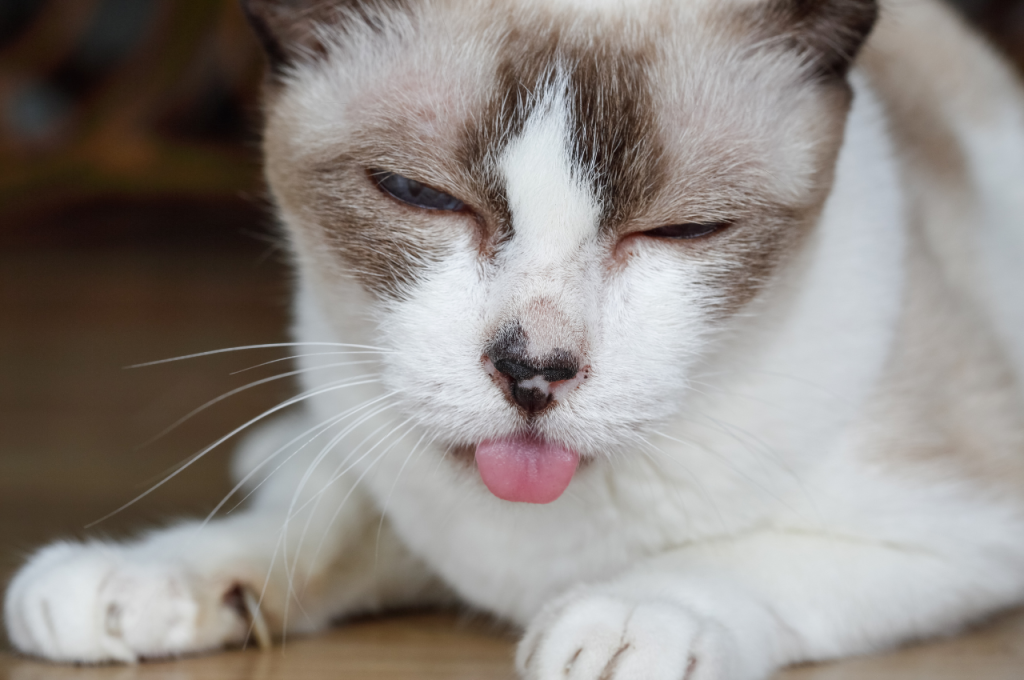 What is stomatitis in cats?
