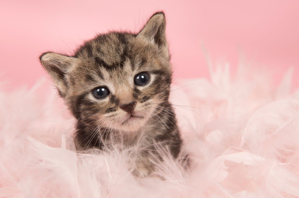 How to kitten proof a bedroom?