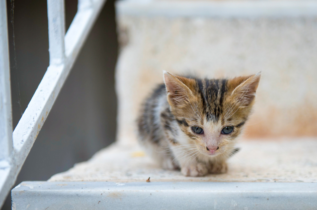 how to kitten proof stairs