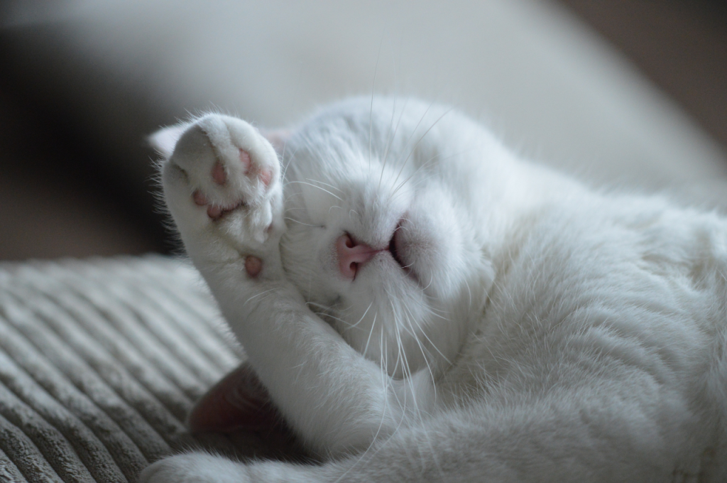 What are 5 interesting facts about cats?