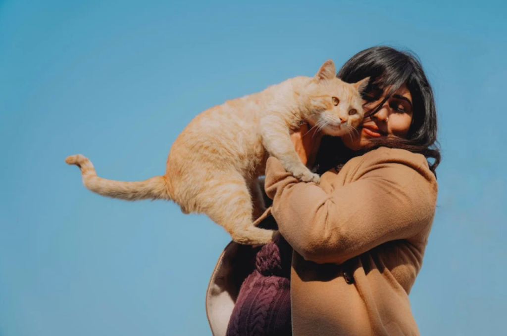 how to get a cat comfortable with you