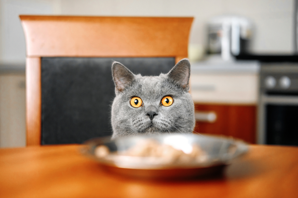 What are 30 facts about cats?