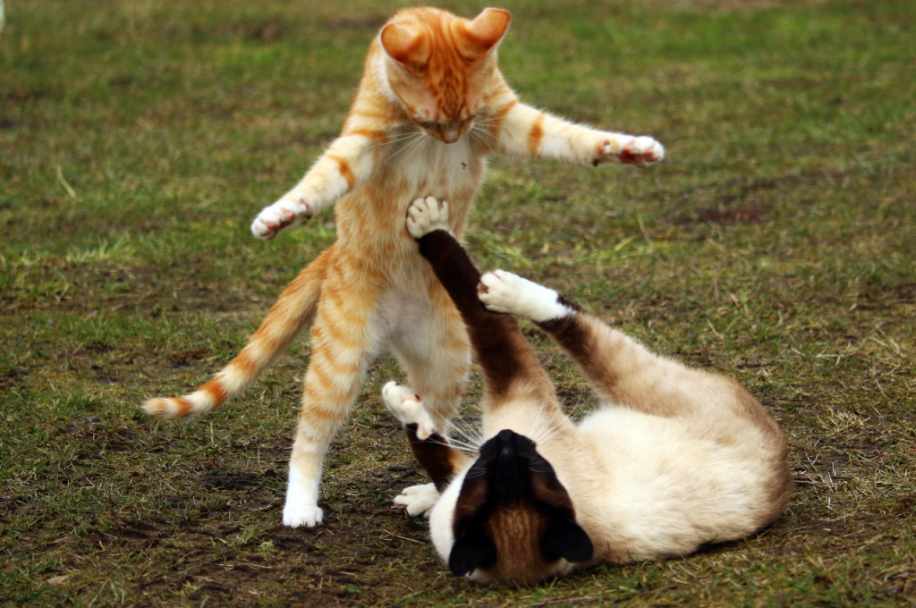 What is a normal behavior pattern in cats?