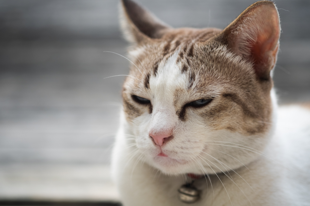 What are stereotypical behaviors in cats?