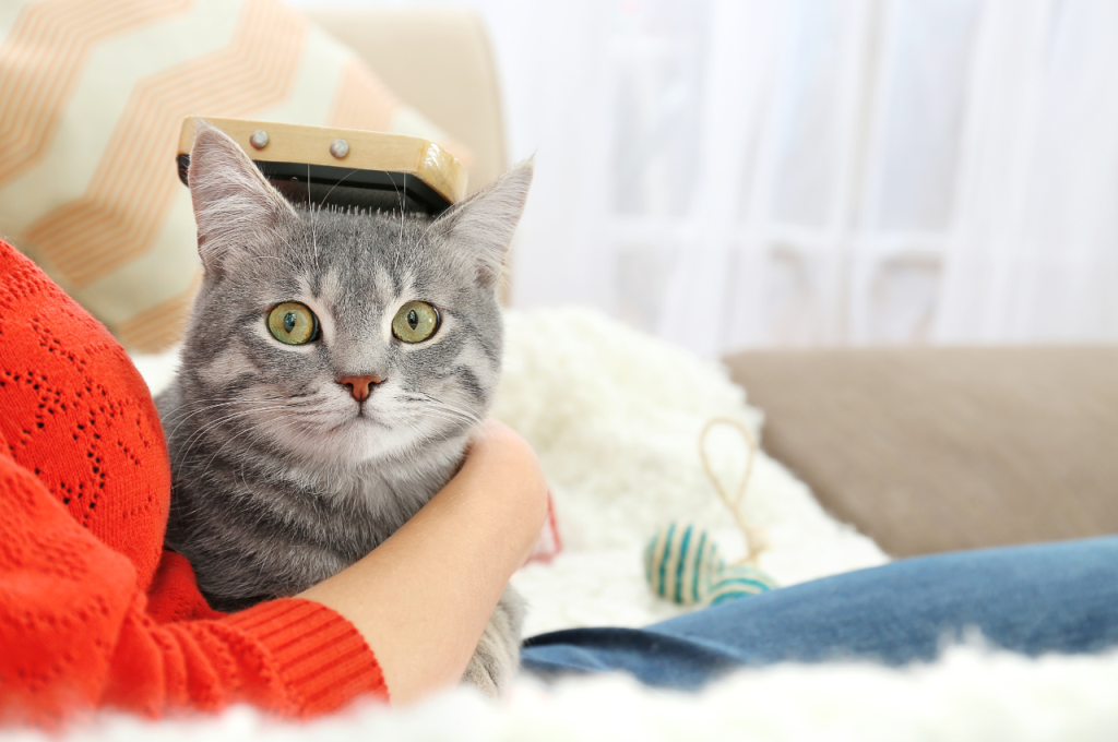 How do cats see humans?