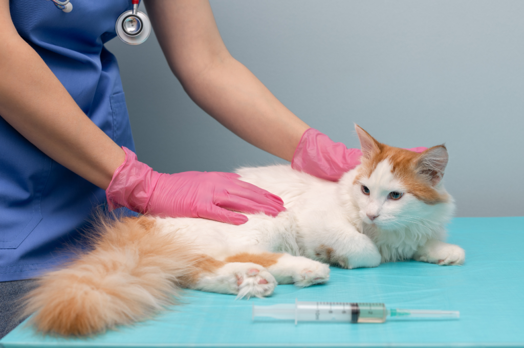 How to sedate a cat naturally?