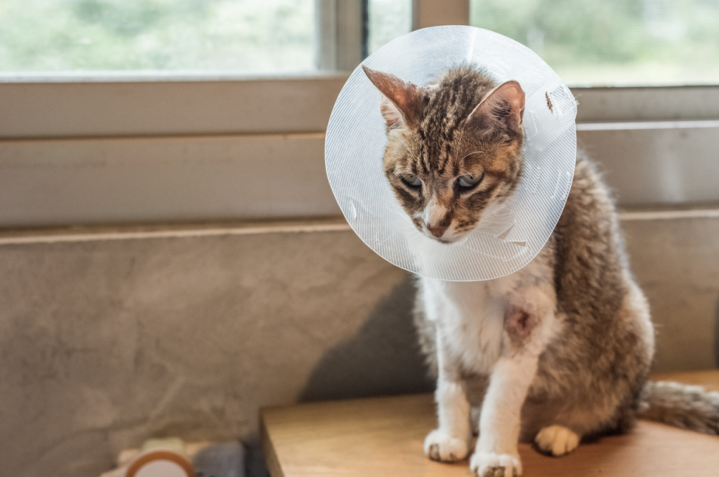 how to make a dying cat comfortable
