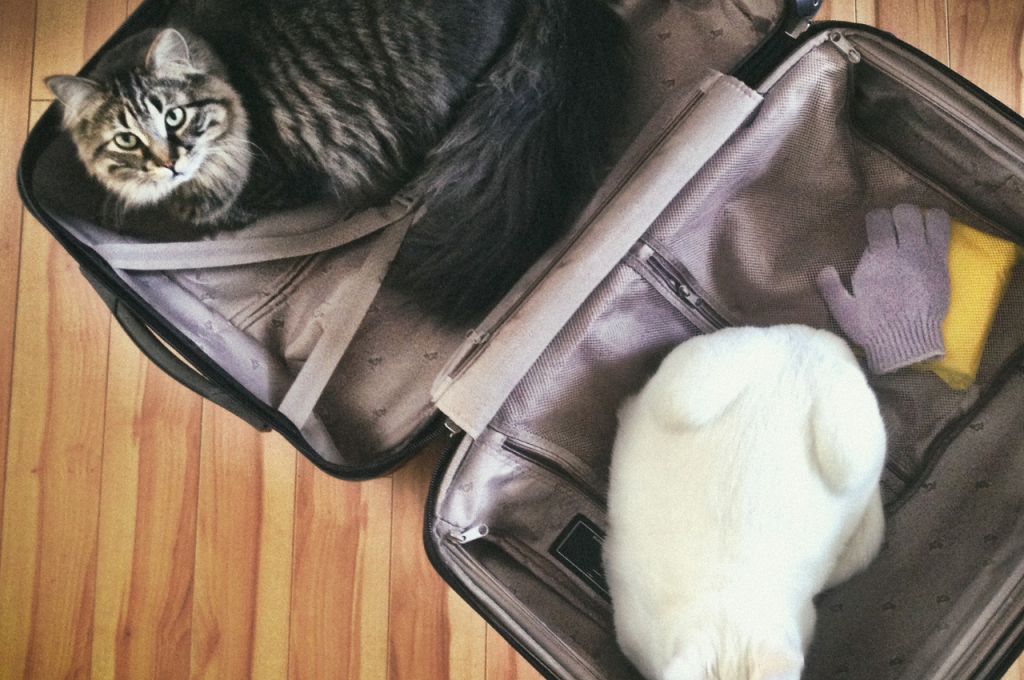 how to make your cat comfortable when moving