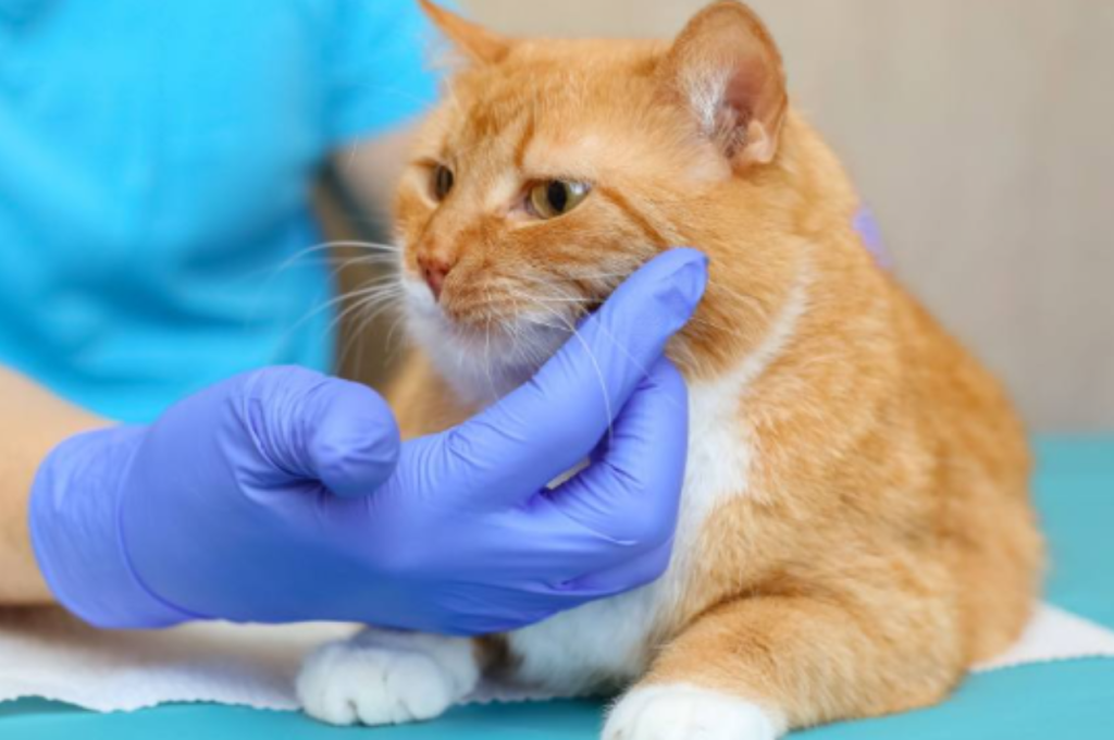 How to treat a cyst on a cat at home?