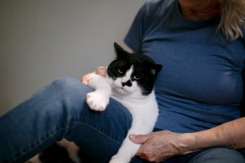 traumatized cat symptoms