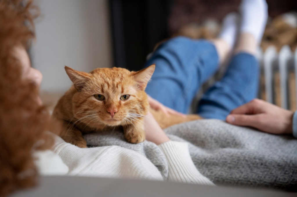 things to consider before getting a cat