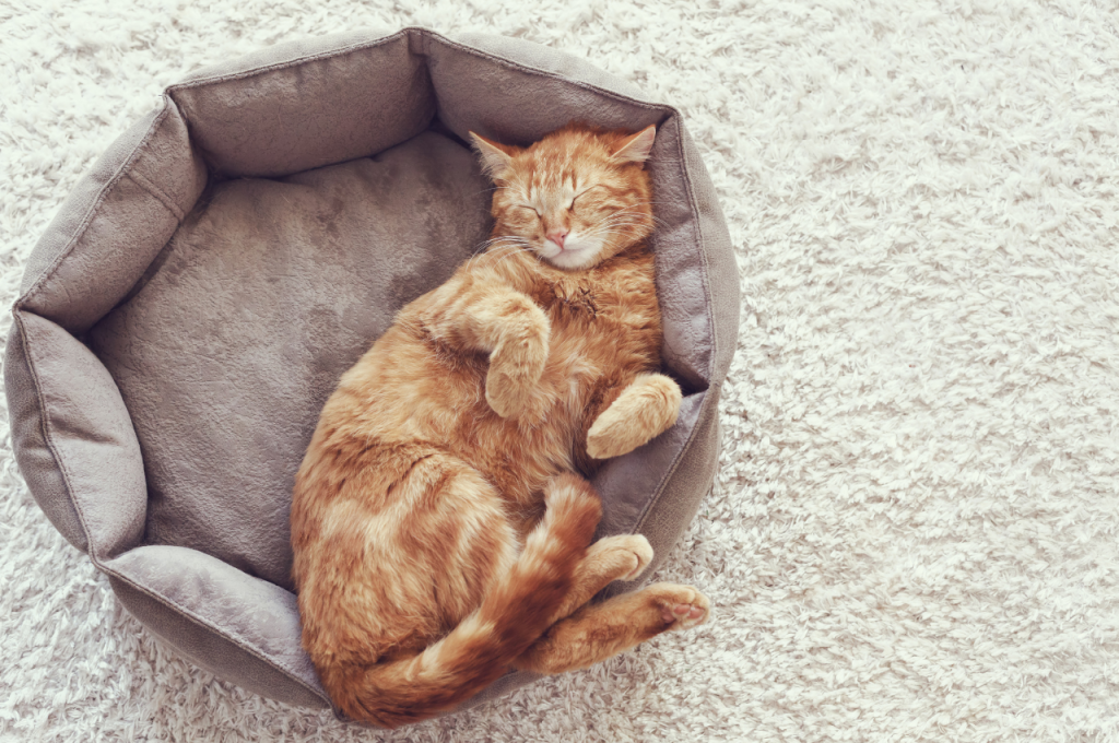 how to comfort cat during storm