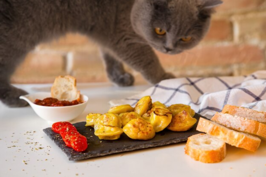 what is the ideal diet for cats