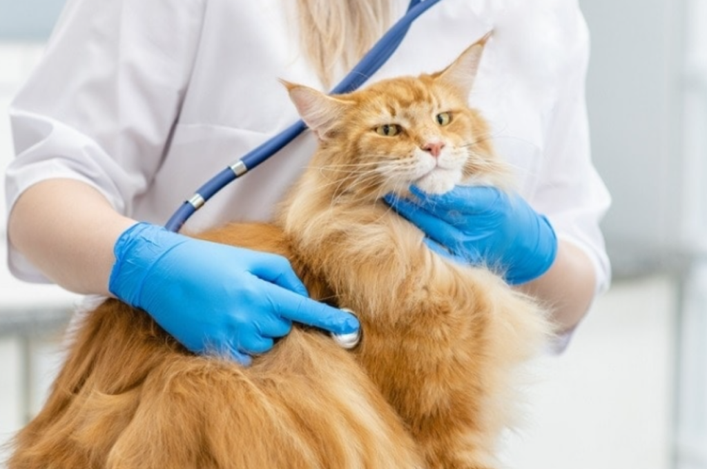 how to comfort cat in labor