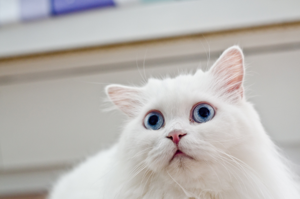 how to comfort scared cat