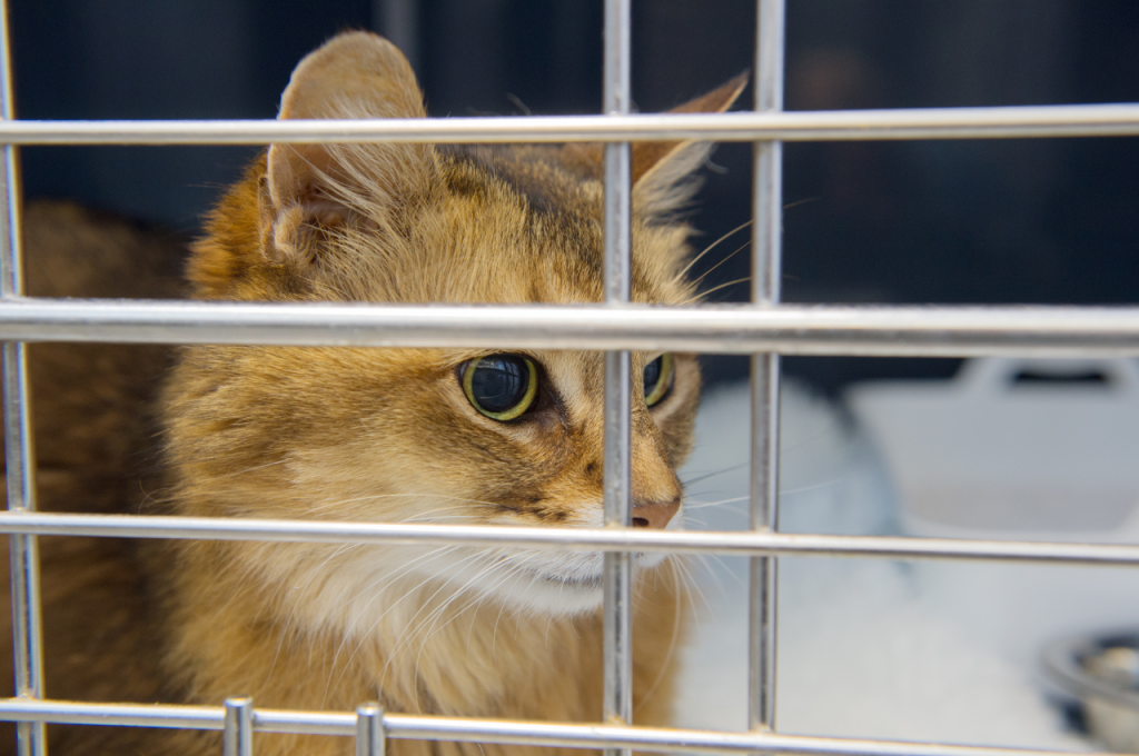 how to make a cat comfortable in a cage