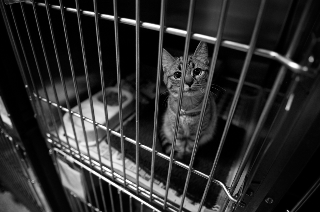 How to keep a caged cat happy?