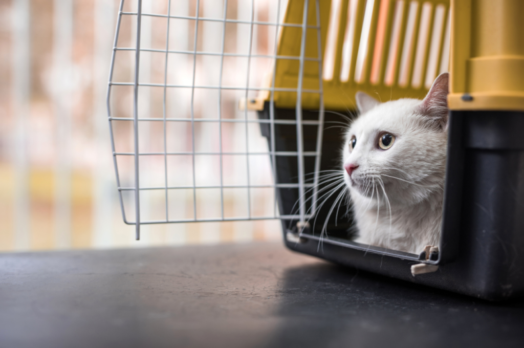 how to keep a cat calm in a cage