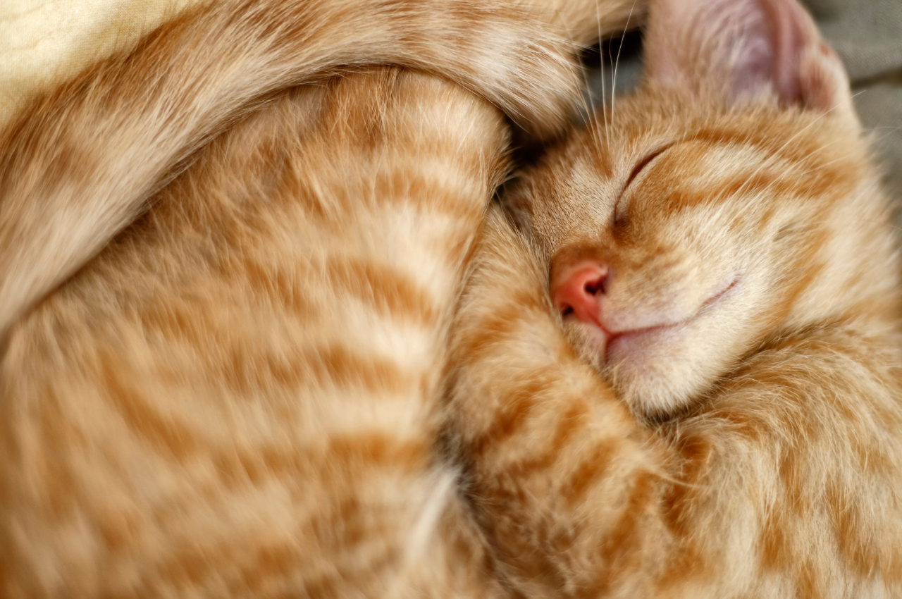 What can I give my cat to sleep at night
