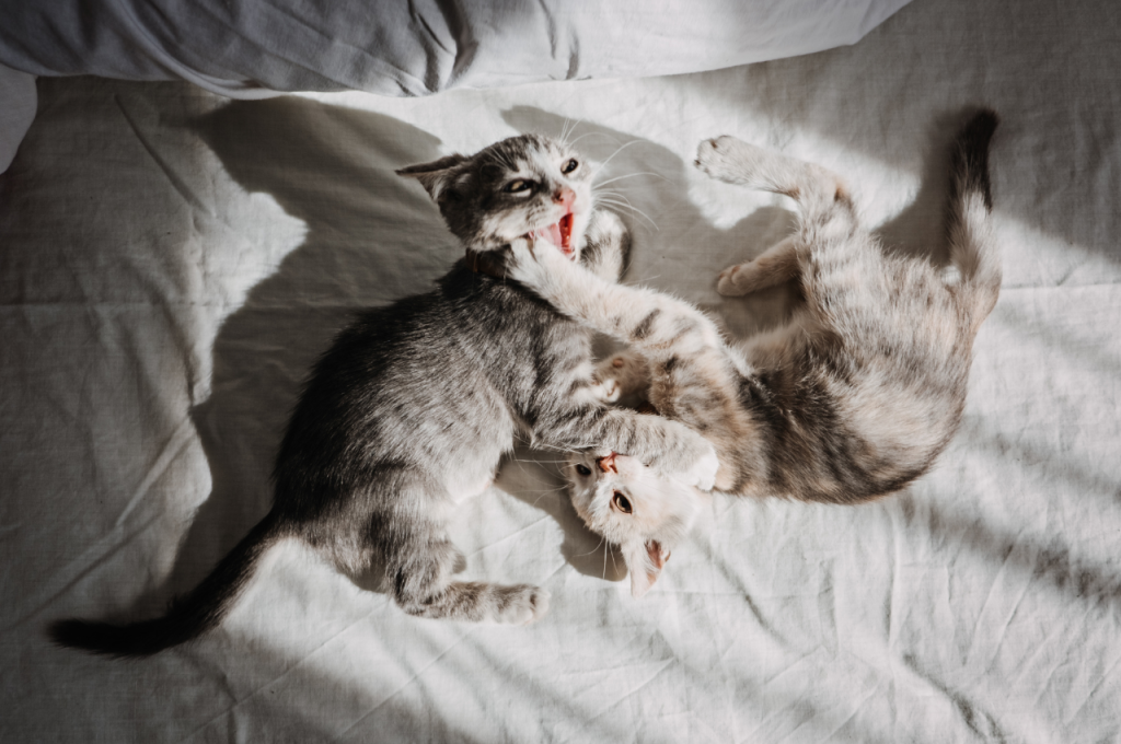 how to make an adopted cat feel comfortable